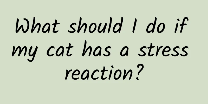 What should I do if my cat has a stress reaction?