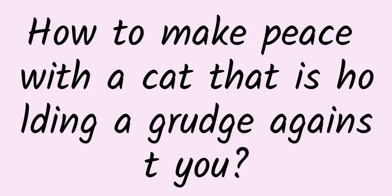 How to make peace with a cat that is holding a grudge against you?