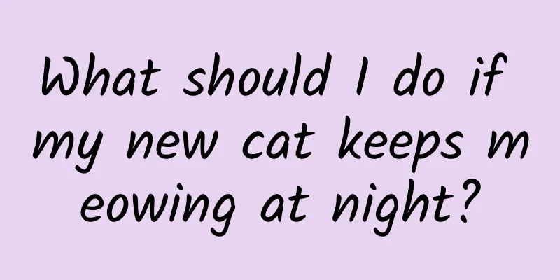 What should I do if my new cat keeps meowing at night?