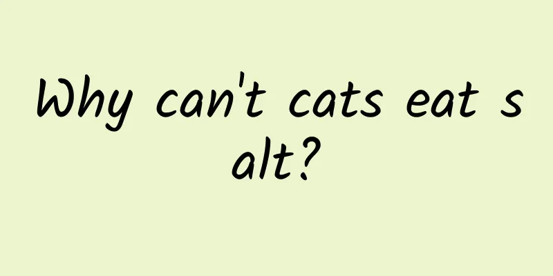 Why can't cats eat salt?