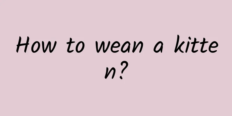 How to wean a kitten?