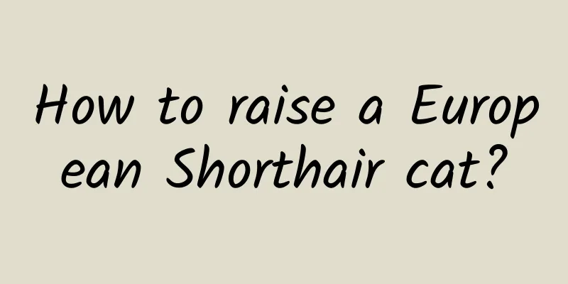 How to raise a European Shorthair cat?