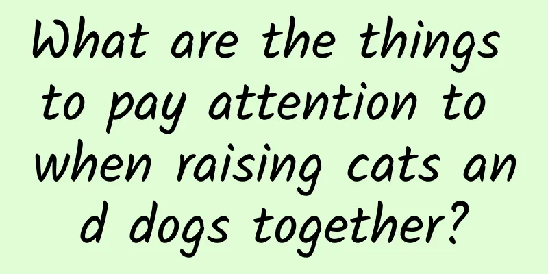 What are the things to pay attention to when raising cats and dogs together?