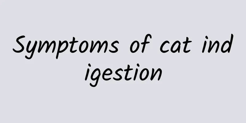 Symptoms of cat indigestion