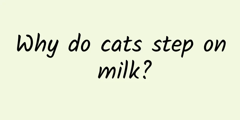 Why do cats step on milk?