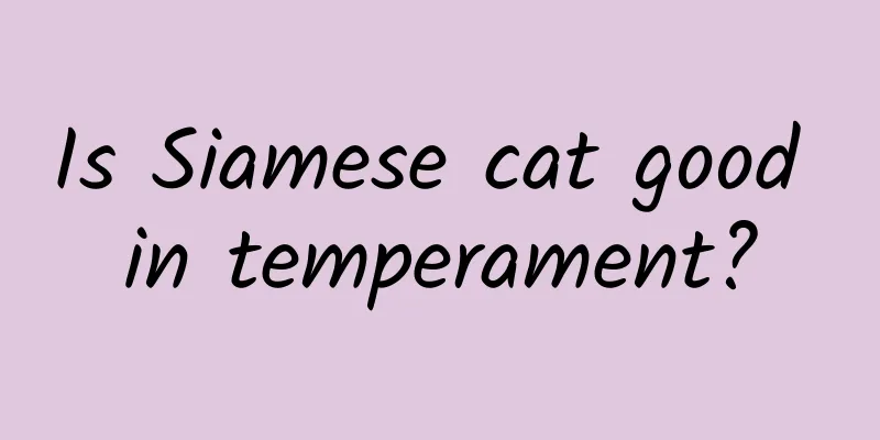 Is Siamese cat good in temperament?