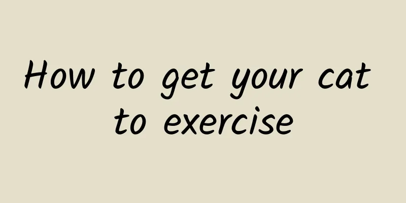 How to get your cat to exercise