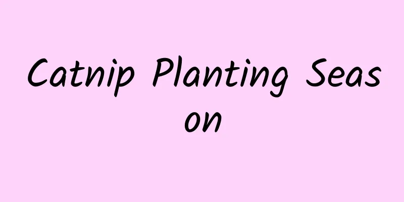 Catnip Planting Season