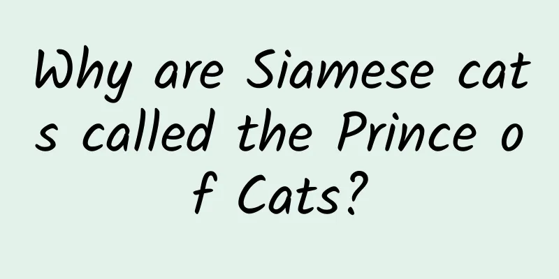 Why are Siamese cats called the Prince of Cats?