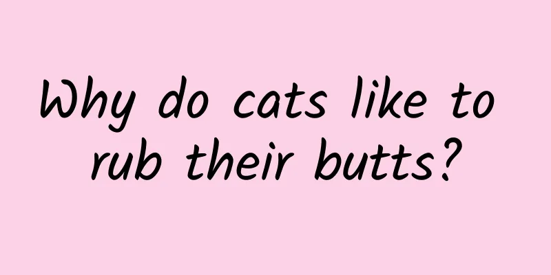 Why do cats like to rub their butts?