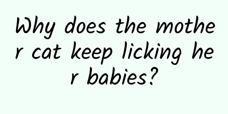 Why does the mother cat keep licking her babies?