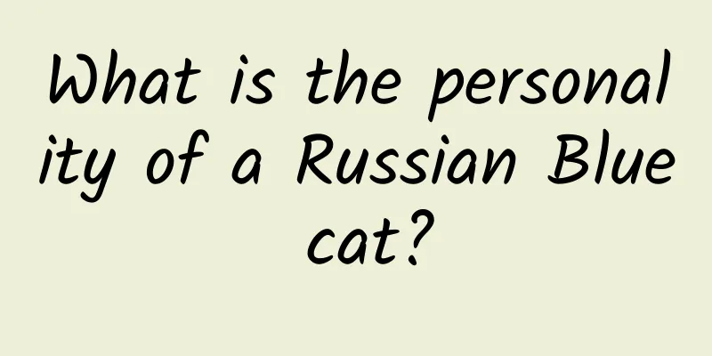 What is the personality of a Russian Blue cat?