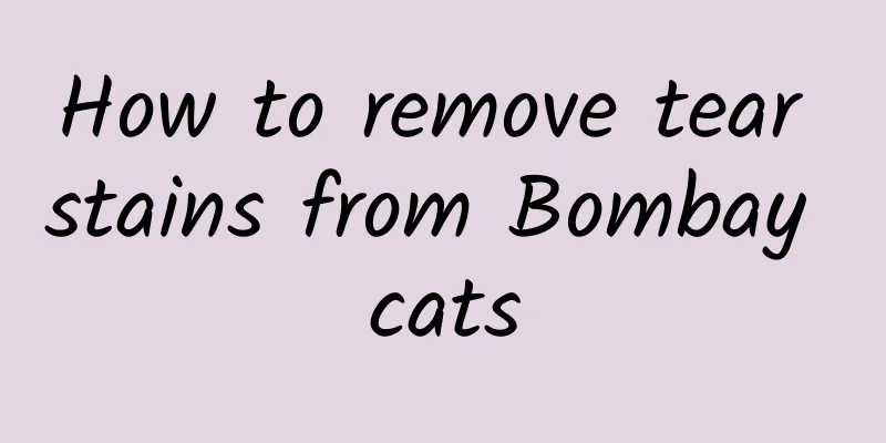 How to remove tear stains from Bombay cats