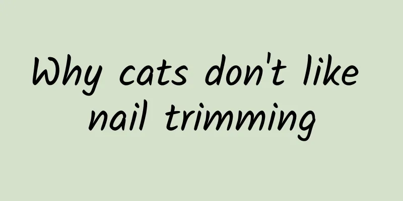 Why cats don't like nail trimming