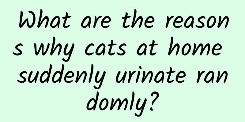 What are the reasons why cats at home suddenly urinate randomly?