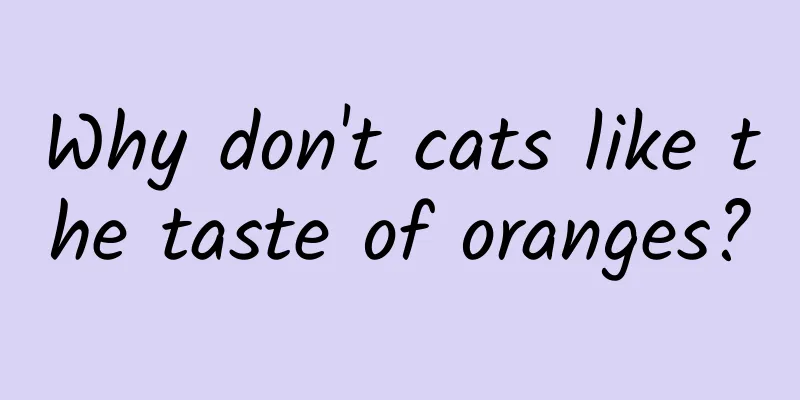 Why don't cats like the taste of oranges?