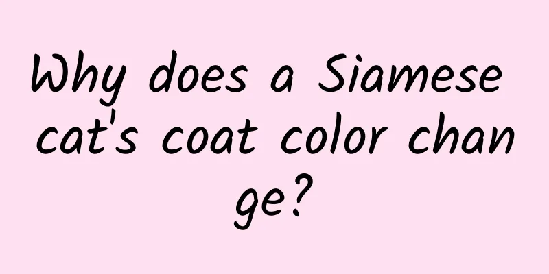 Why does a Siamese cat's coat color change?