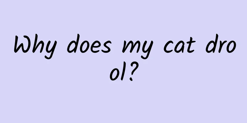 Why does my cat drool?
