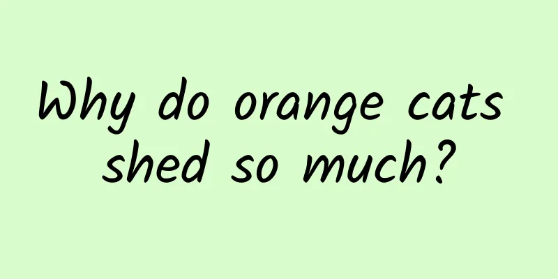 Why do orange cats shed so much?