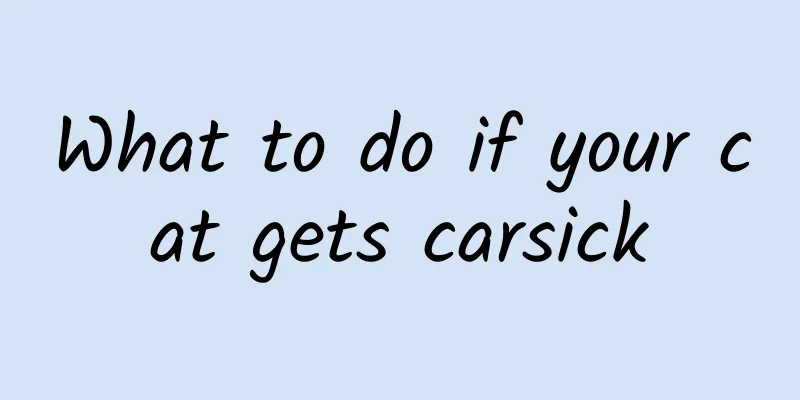 What to do if your cat gets carsick