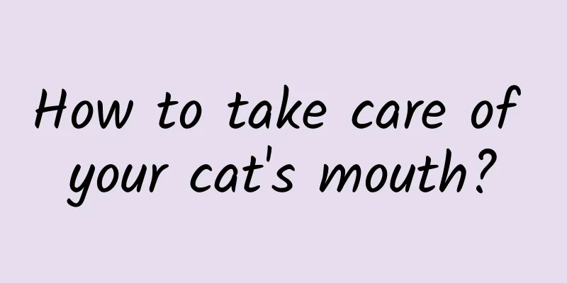 How to take care of your cat's mouth?