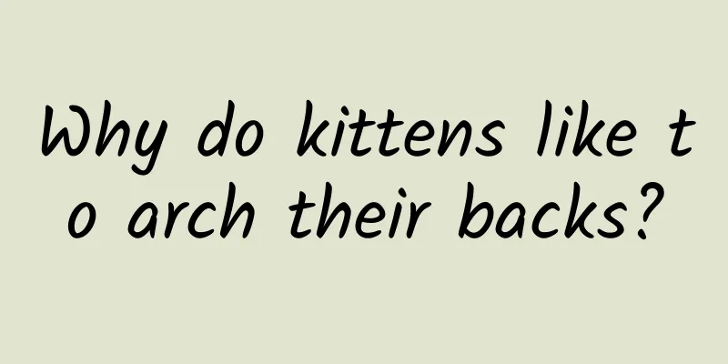 Why do kittens like to arch their backs?