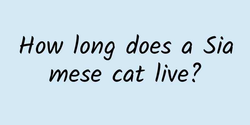 How long does a Siamese cat live?
