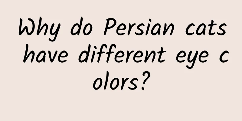 Why do Persian cats have different eye colors?