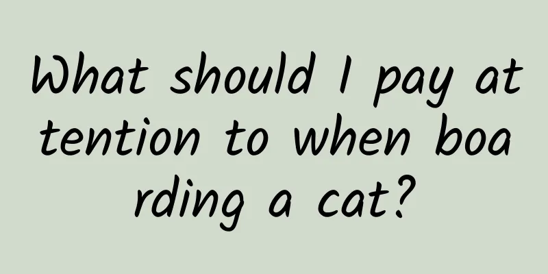 What should I pay attention to when boarding a cat?