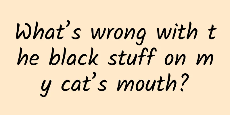 What’s wrong with the black stuff on my cat’s mouth?