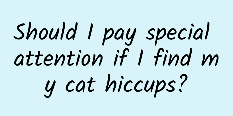 Should I pay special attention if I find my cat hiccups?