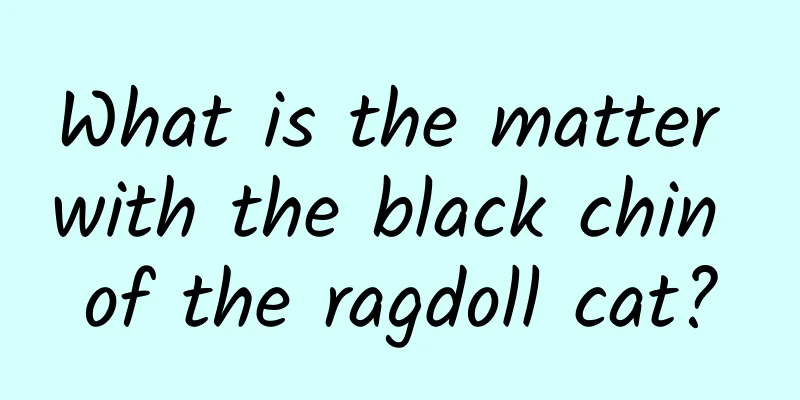 What is the matter with the black chin of the ragdoll cat?