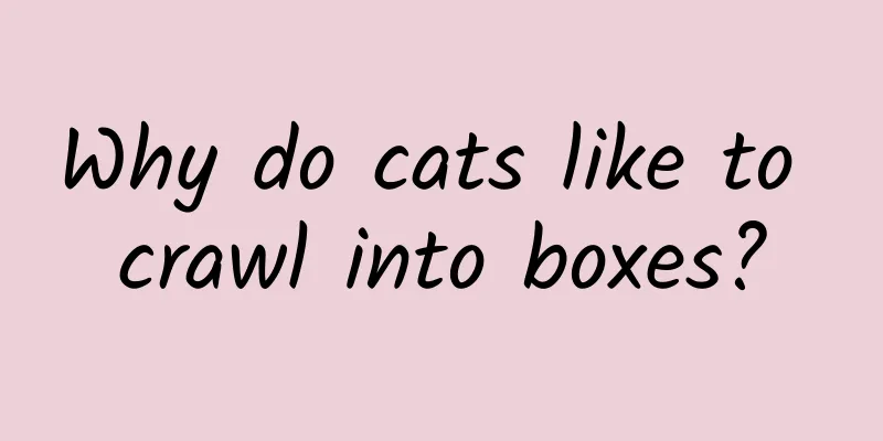 Why do cats like to crawl into boxes?