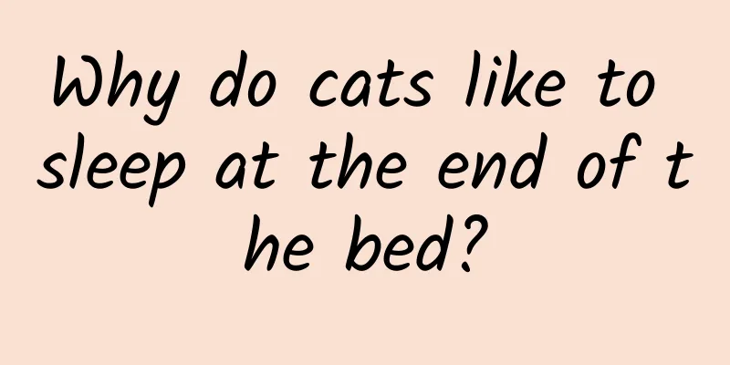 Why do cats like to sleep at the end of the bed?