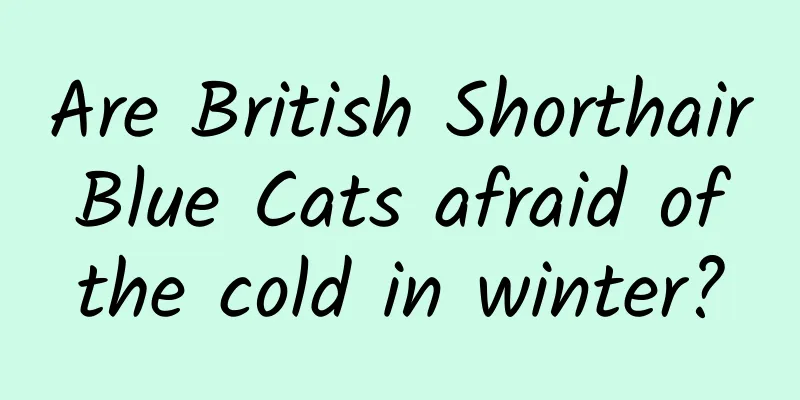 Are British Shorthair Blue Cats afraid of the cold in winter?