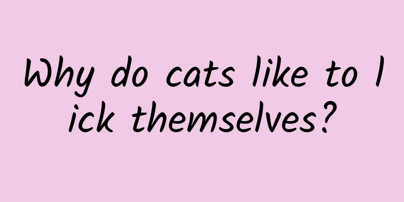 Why do cats like to lick themselves?