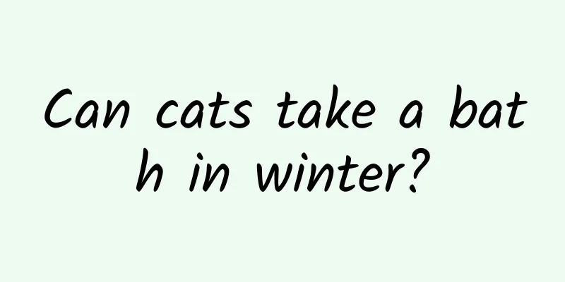 Can cats take a bath in winter?