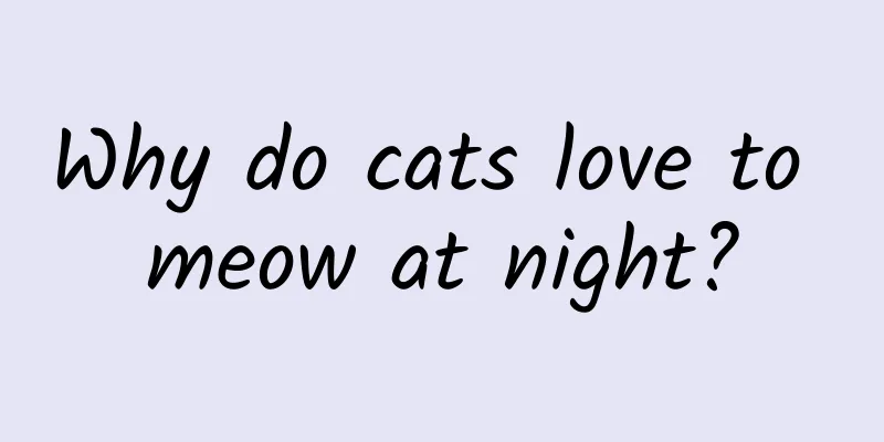 Why do cats love to meow at night?