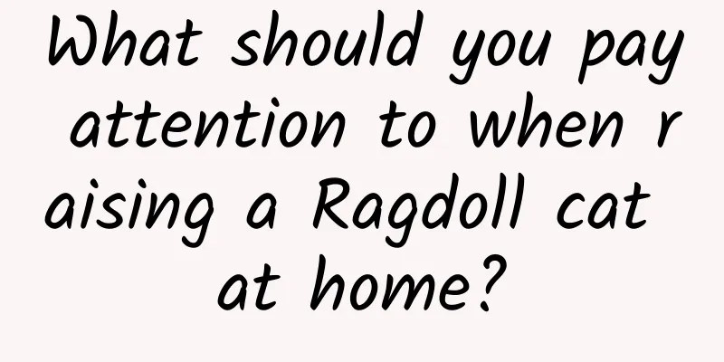 What should you pay attention to when raising a Ragdoll cat at home?