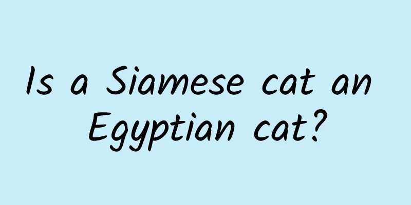 Is a Siamese cat an Egyptian cat?