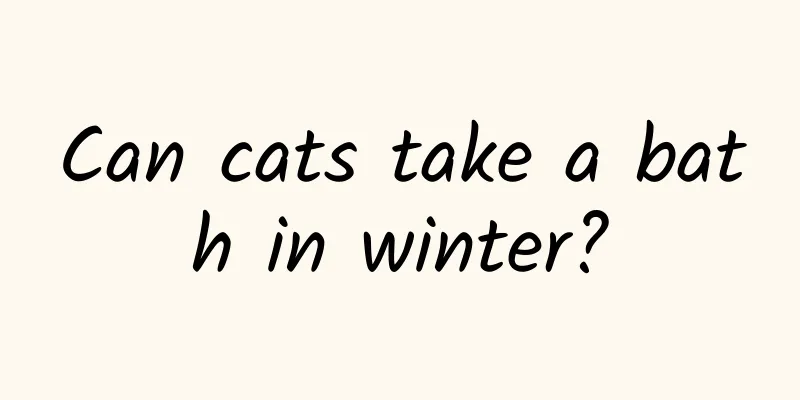 Can cats take a bath in winter?