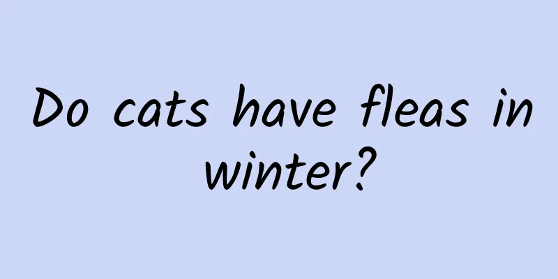 Do cats have fleas in winter?