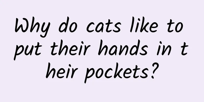 Why do cats like to put their hands in their pockets?