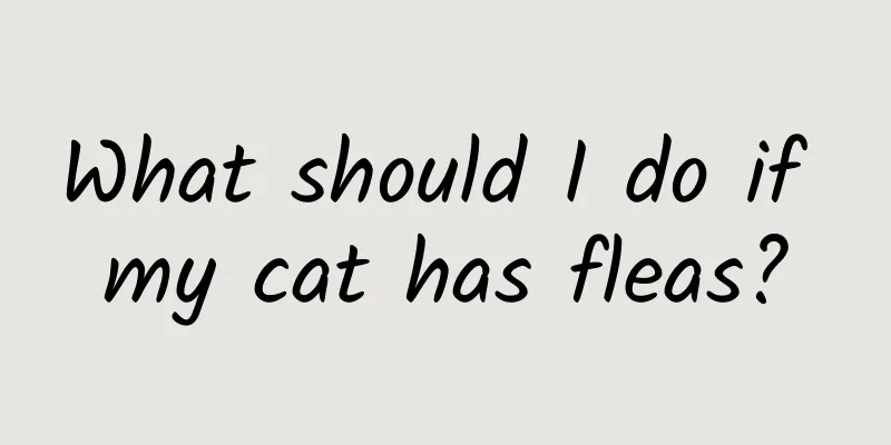 What should I do if my cat has fleas?