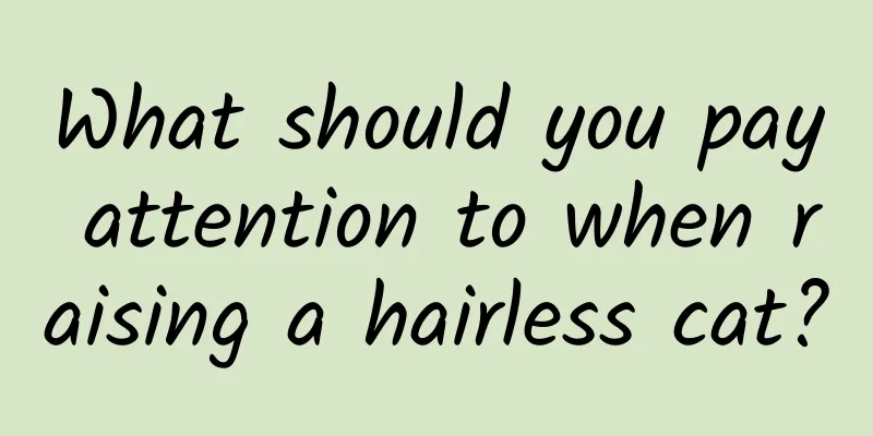 What should you pay attention to when raising a hairless cat?