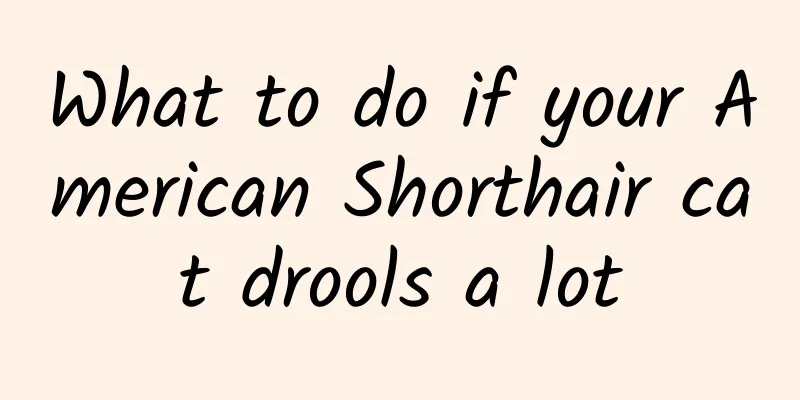 What to do if your American Shorthair cat drools a lot