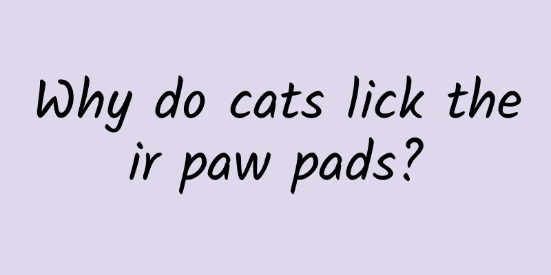 Why do cats lick their paw pads?