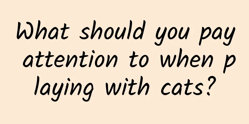 What should you pay attention to when playing with cats?