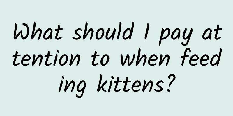 What should I pay attention to when feeding kittens?