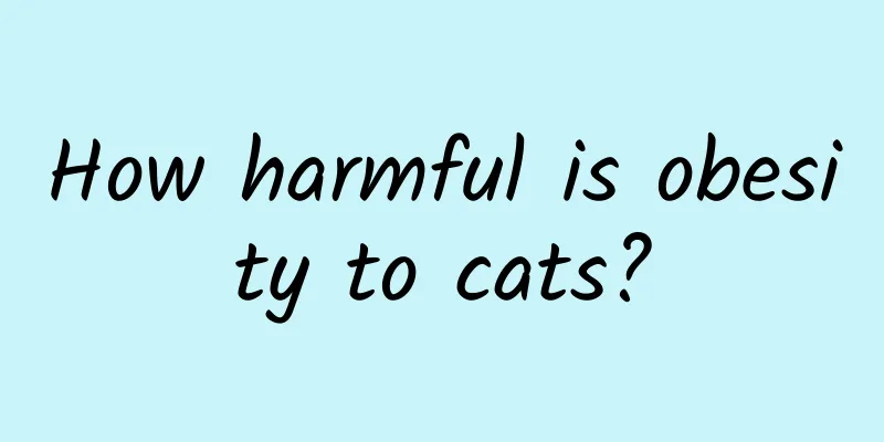 How harmful is obesity to cats?